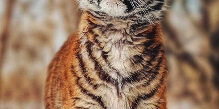 2400x3840 Tiger Wallpaper 4k - Best Cool Tiger Wallpapers for Android - APK