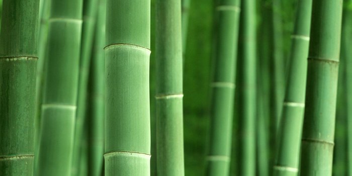 1920x1200 Bamboo Computer Wallpapers - Top Free Bamboo Computer Backgrounds