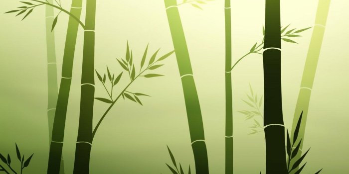 1920x1080 Bamboo wallpaper | 1920x1080 | #43702