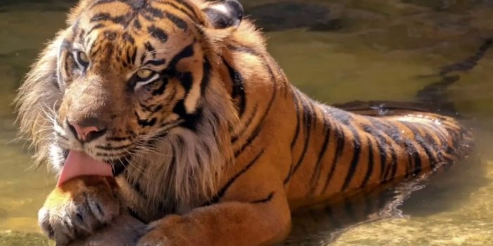 1280x720 Tiger Wallpaper Slideshow FULL HD 1080p | Natural 4 You