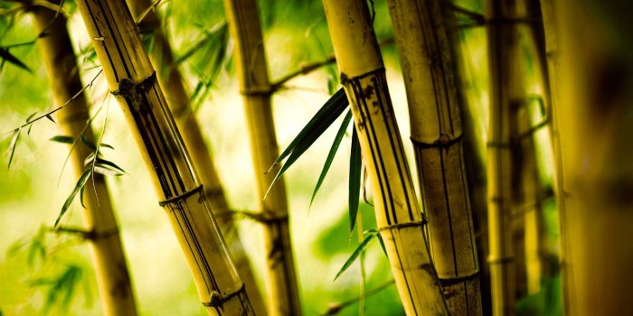 1920x1080 Bamboo Wallpaper 13 - 1920 X 1080