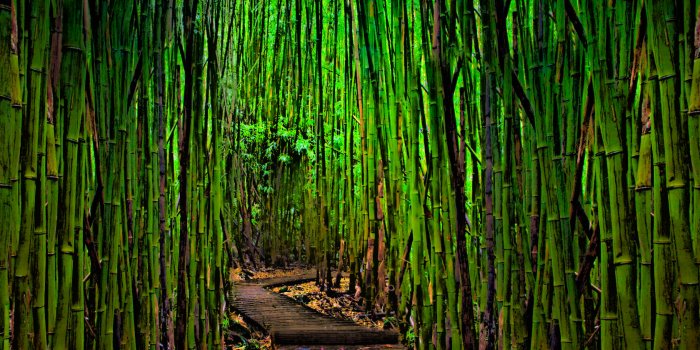 1680x1050 Best Bamboo wallpaper ID:246848 for High Resolution hd 1680x1050 desktop