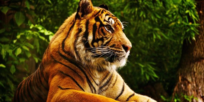 1920x1080 177 4K Ultra HD Tiger Wallpapers | Background Images