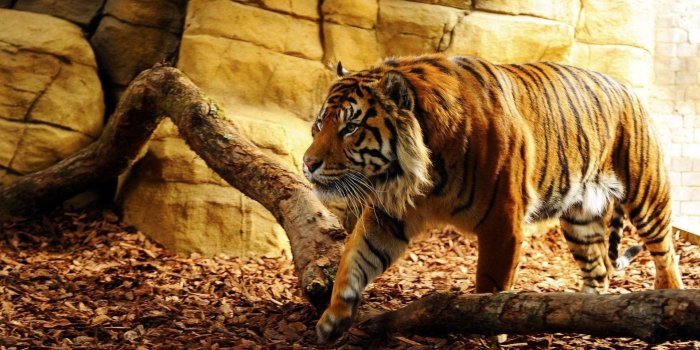 1920x1080 Wallpapers Tiger