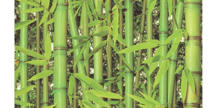 1500x1500 Forest bamboo wallpaper
