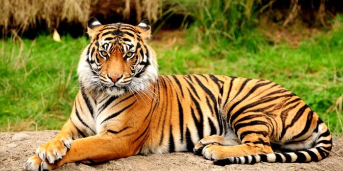 1190x676 Royal Bengal Tiger Wallpaper | Wallpapers Space