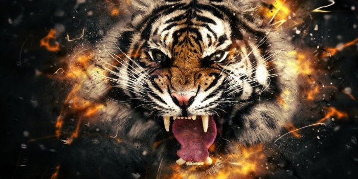 1244x700 DARK evil horror spooky creepy tiger wallpaper | 1920x1080 | 803944