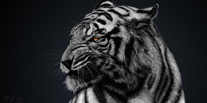 1920x1080 254 White Tiger HD Wallpapers | Background Images