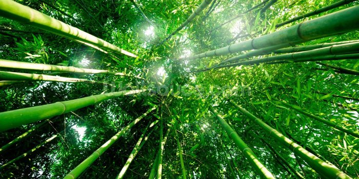 1600x1067 Bamboo Forest