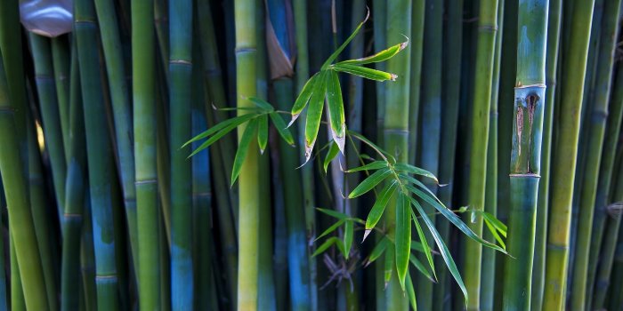 2560x1600 2823423 nature bamboo wallpaper and background | Nature wallpapers