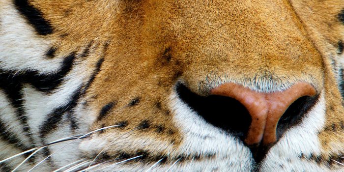 1440x2560 Samsung Galaxy S7 Tiger Wallpaper | Gallery Yopriceville - High