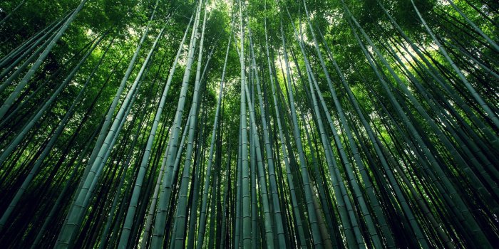 2560x1600 Bamboo forest Wallpaper 2k Quad HD ID:2244