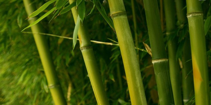 1920x1080 Bamboo wallpaper - Photography wallpapers - #25528