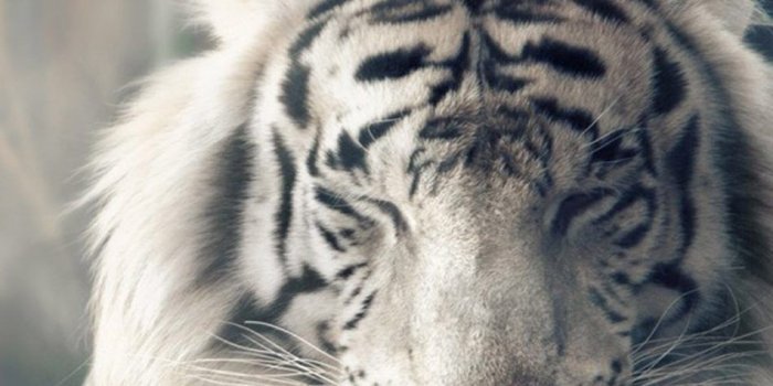 950x1689 Download White Tiger Autumn Sunlight Free Pure 4K Ultra HD Mobile