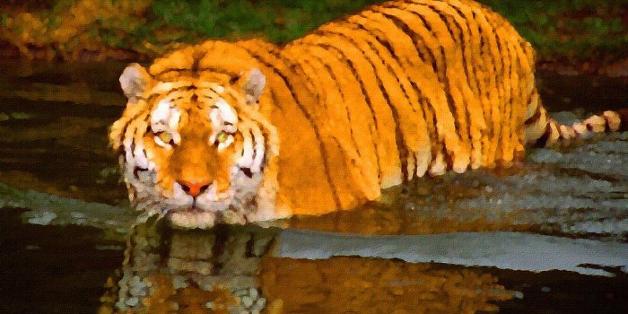 1024x768 tiger wallpapers hd tiger wallpaper | tiger wallpapers hd ti…