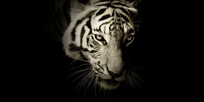 2880x2560 Wallpaper White tiger, Dark, HD, Animals, #12879