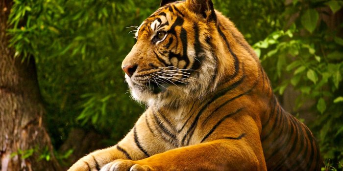 1920x1200 Natural Bengal Tiger Backgrounds 12501 - HDWPro