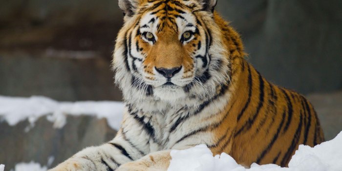 2560x1600 35+ Siberian Tiger Wallpapers - Download at WallpaperBro