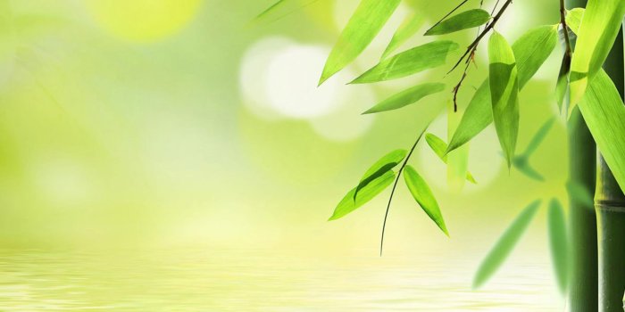 1920x1080 fresh-green-bamboo-wallpaper - Sweet Grass Weddings