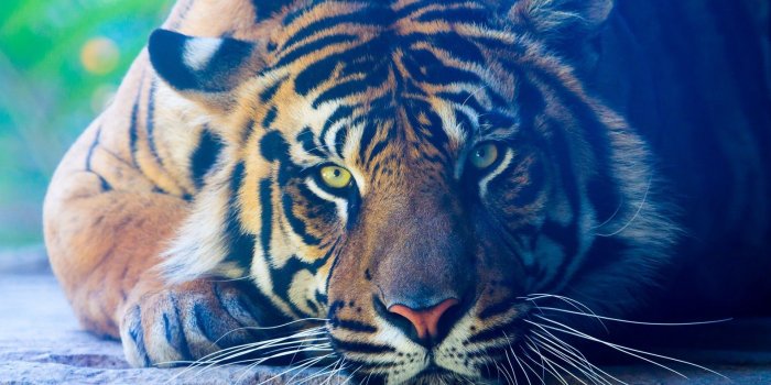 1920x1200 Tiger Wallpaper | 1920x1200 | ID:53430