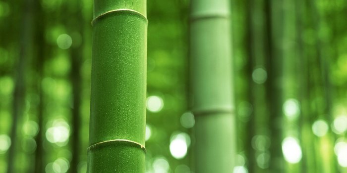 1920x1080 Bamboo HD Wallpaper | 1920x1080 | ID:46096