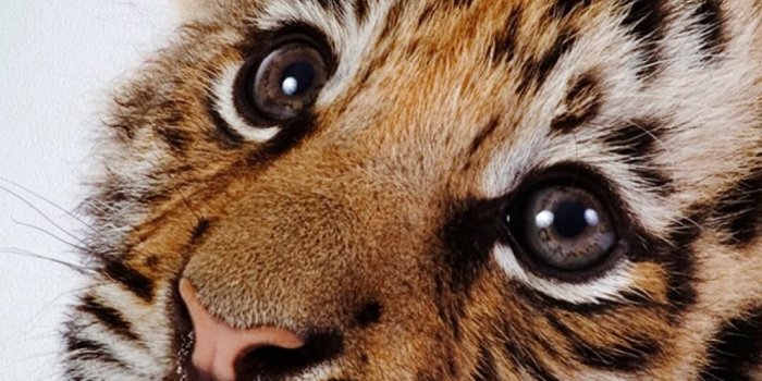 1080x1920 Cute Baby Tiger Wallpaper (68+ images)