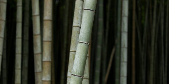 1152x864 Bamboo Wallpaper 4K 5K Background | HD Wallpaper Background