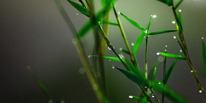 1920x1080 Bamboo Wallpapers Desktop 1920x1080 | WallpapersExpert.com