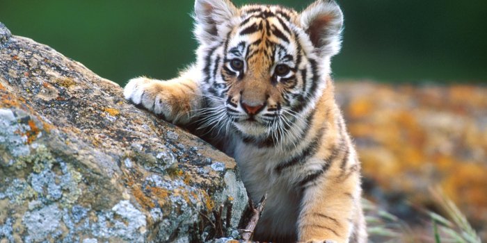 2048x1536 Tiger Cub ❤ 4K HD Desktop Wallpaper for 4K Ultra HD TV • Tablet