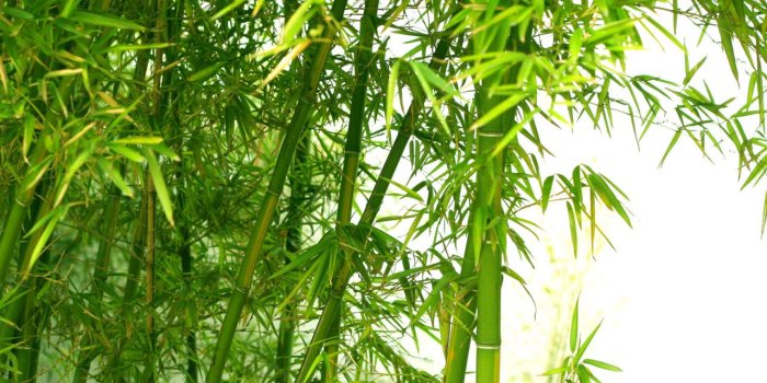 1280x720 Bamboo Wallpaper Full Hd