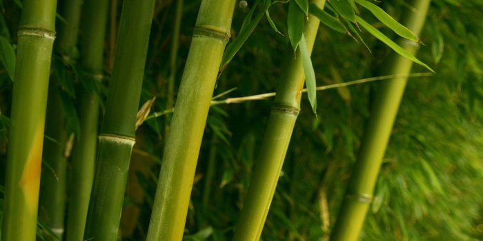 1680x1050 Green bamboo wallpapers Gallery