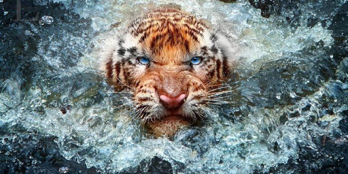 2880x1800 Angry Tiger wallpaper photo by Leonardi Ranggana - Album on Imgur