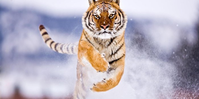 7680x4320 7680x4320 Tiger In Snow 8k HD 4k Wallpapers, Images, Backgrounds