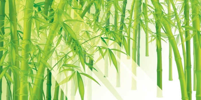 1680x1050 green bamboo wallpaper