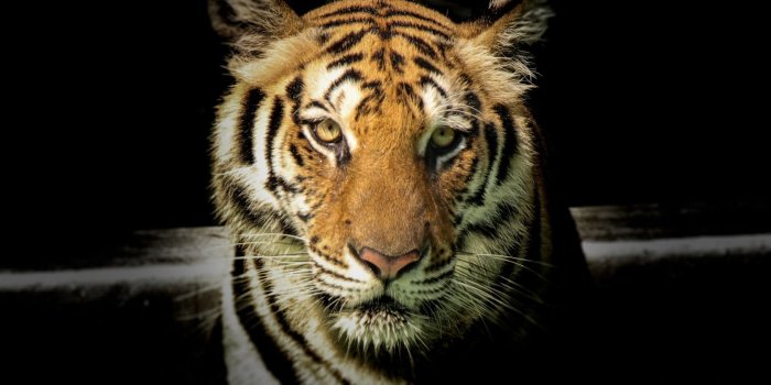 1920x1080 Animal Tiger Wallpaper - Wallpaper Stream