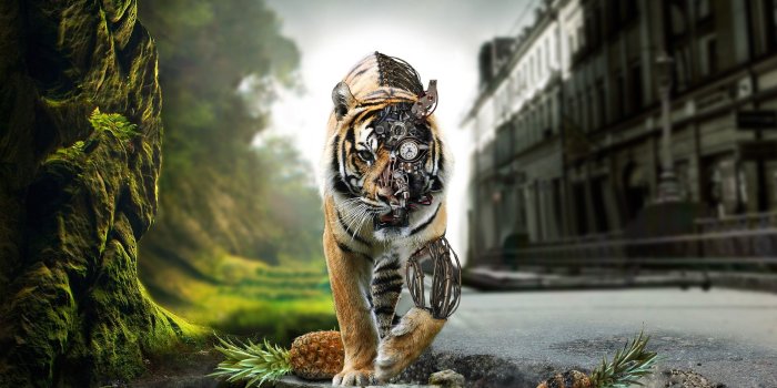 2560x1600 Tiger Wallpapers | Best Wallpapers
