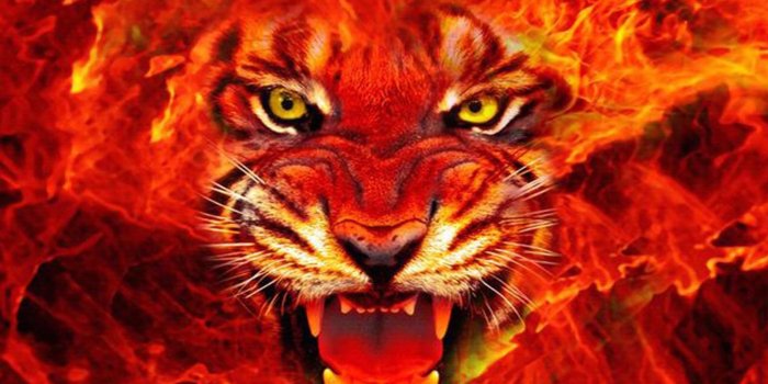 1600x900 Tigers - Lessons - Tes Teach