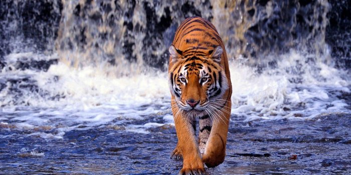 1600x1000 51 Tiger Animal Facts & Backgrounds Hd Wallpapers Download