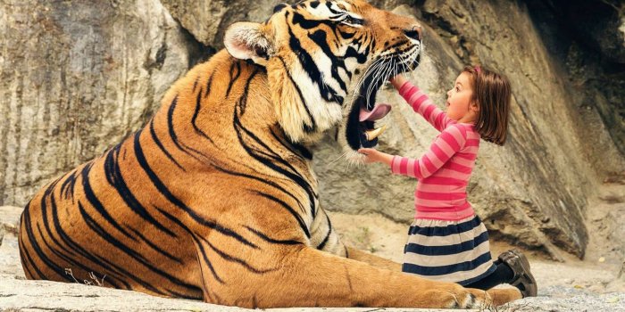 1440x900 Tiger Image – download best HD - digitalimagemakerworld.com