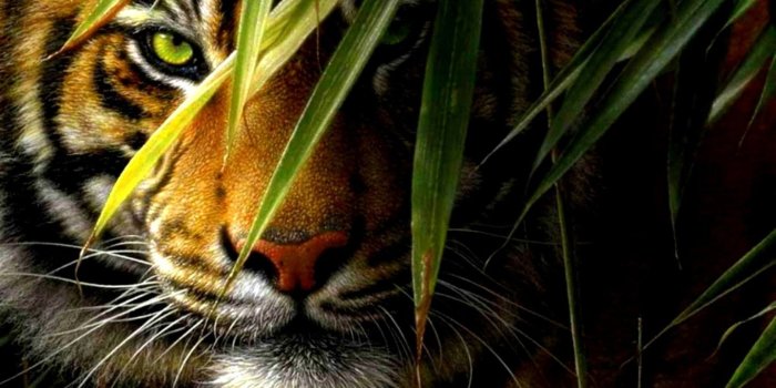 1440x900 Fantasy Tiger Wallpaper 21 - 1440 X 900