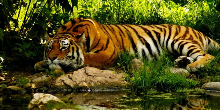 1545x987 Royal Bengal Tiger Wallpaper | Room Wallpapers