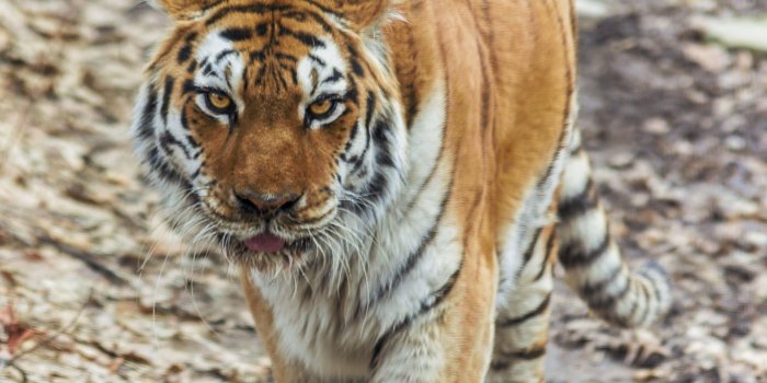 3800x3744 Royal Bengal Tiger Wallpapers Free Download