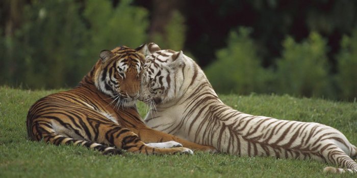 1600x900 HD Tigers Wallpapers and Photos | HD Animals Wallpapers