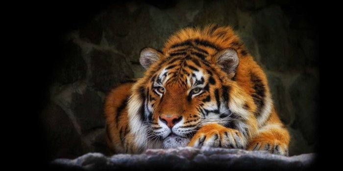 1920x1200 1449 Tiger HD Wallpapers | Background Images