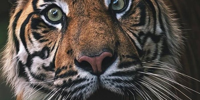 750x1334 tiger tiger wallpaper Gallery