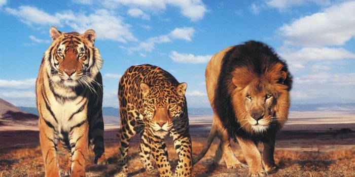 1440x900 Lion and tiger wallpaper Gallery