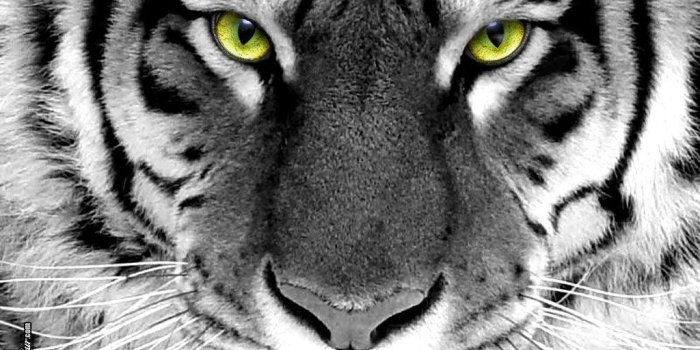 1024x768 Tiger Wallpaper - Tigers Wallpaper (16120028) - Fanpop