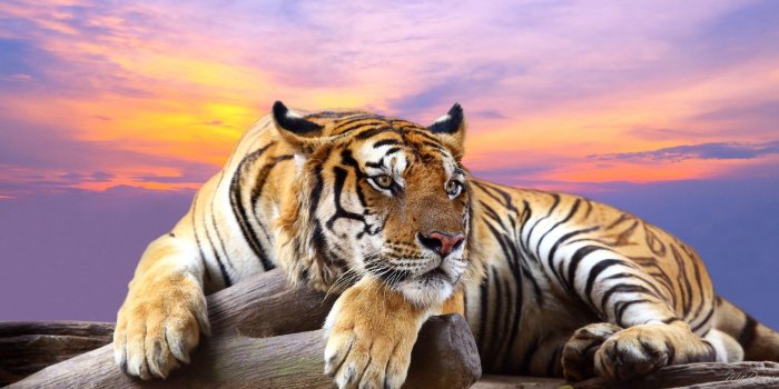 1920x1080 Awesome Royal Filled HD Tiger Wallpapers [Hand Picked] - Stugon