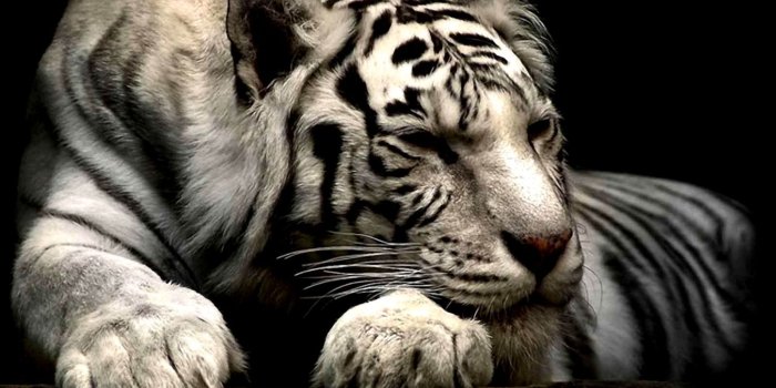 1472x1091 Siberian White Tiger Wallpaper | 2019 Live Wallpaper HD