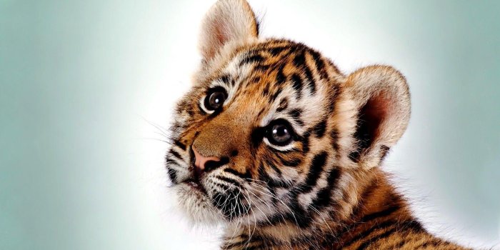 1680x1050 Tiger Wallpapers